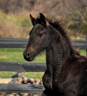SOLD ~ Trinity van Dream Gait ~ Sold